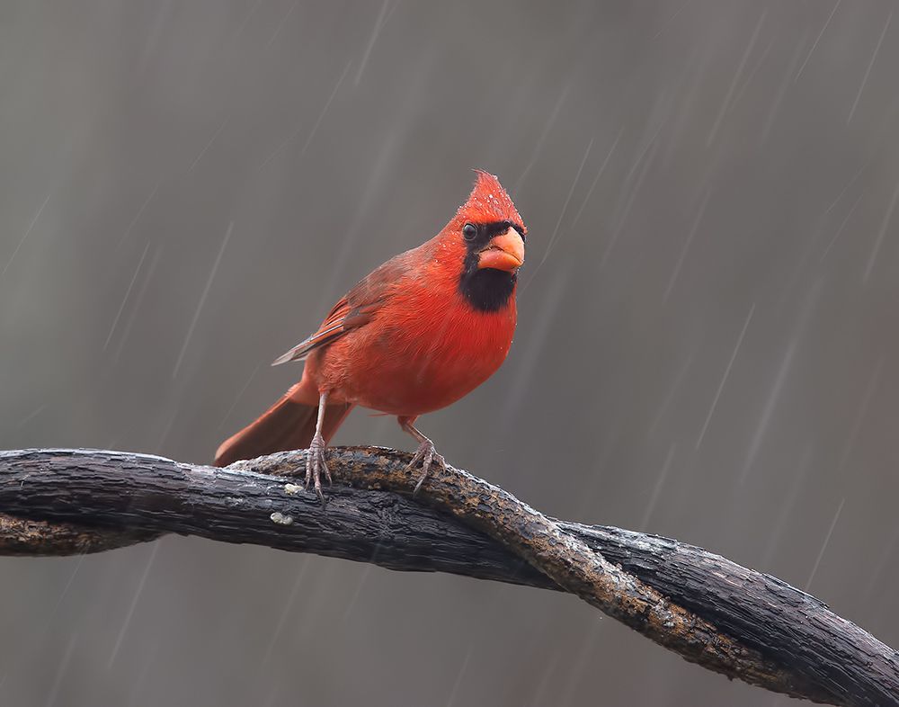 Northern Cardinal male - Красный кардинал самец