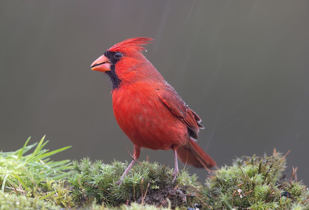 Northern Cardinal male - Красный кардинал самец