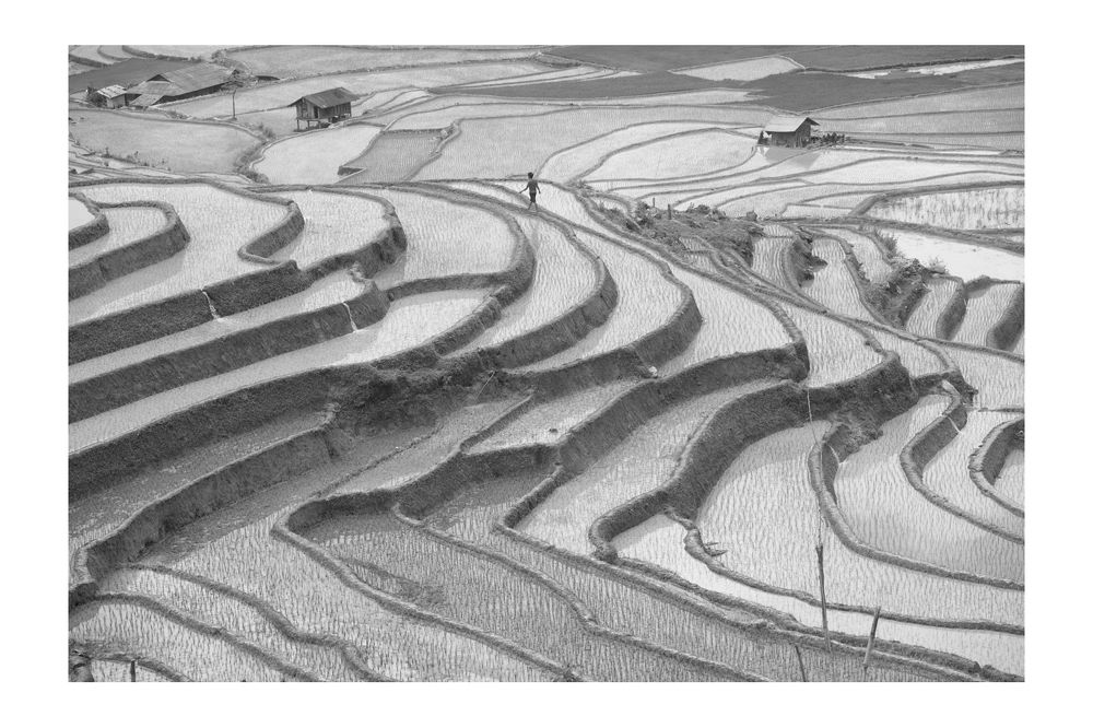 Rice&Icon of Vietnam