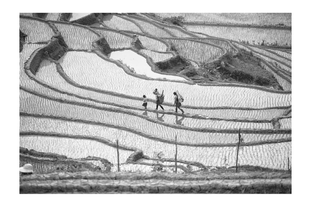 Rice&Icon of Vietnam