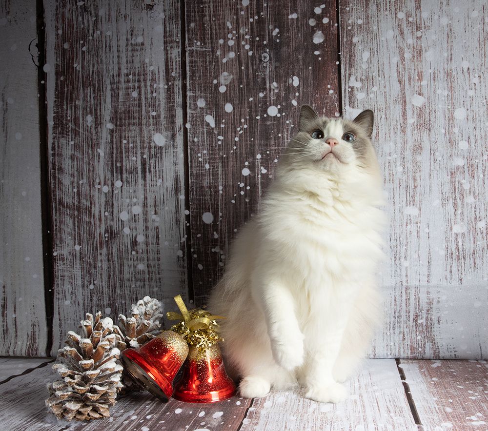 Ragdoll Cat (Matilda). Матильда во всей красе