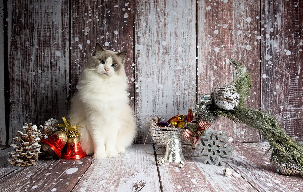 Ragdoll Cat (Matilda). Матильда во всей красе