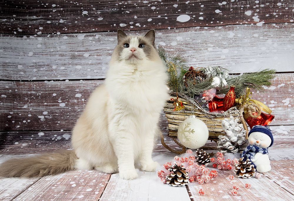 Ragdoll Cat (Matilda). Матильда во всей красе