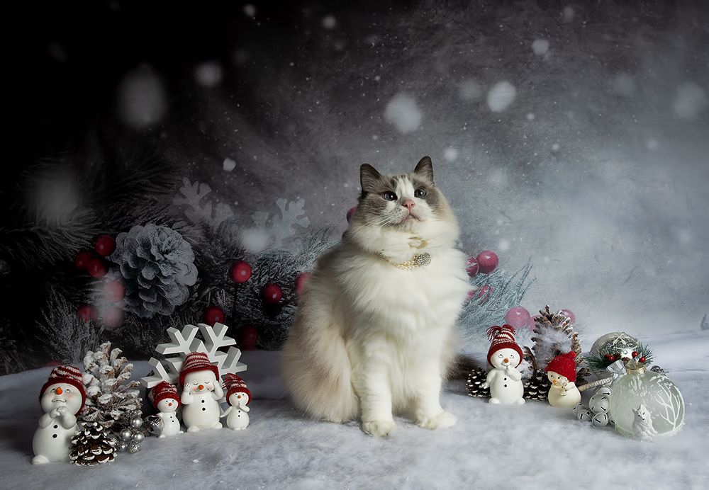 Ragdoll Cat (Matilda). Матильда во всей красе