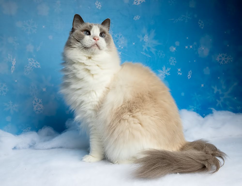 Ragdoll Cat (Matilda). Матильда во всей красе