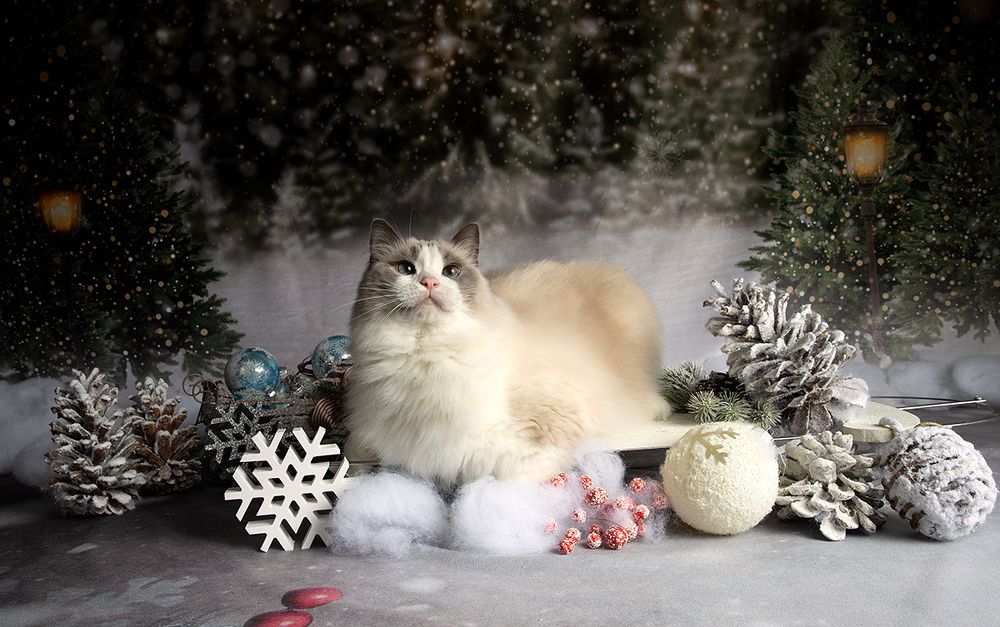 Ragdoll Cat (Matilda). Матильда во всей красе