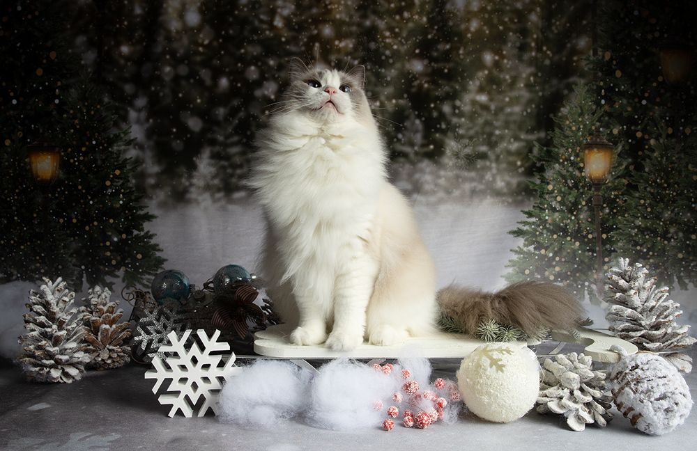 Ragdoll Cat (Matilda). Матильда во всей красе