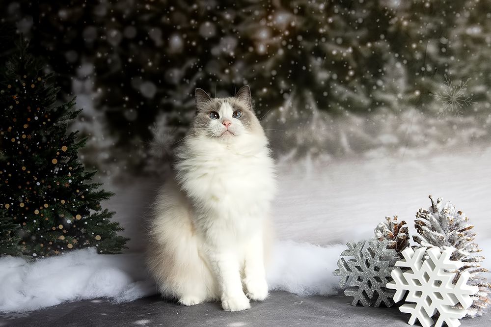 Ragdoll Cat (Matilda). Матильда во всей красе