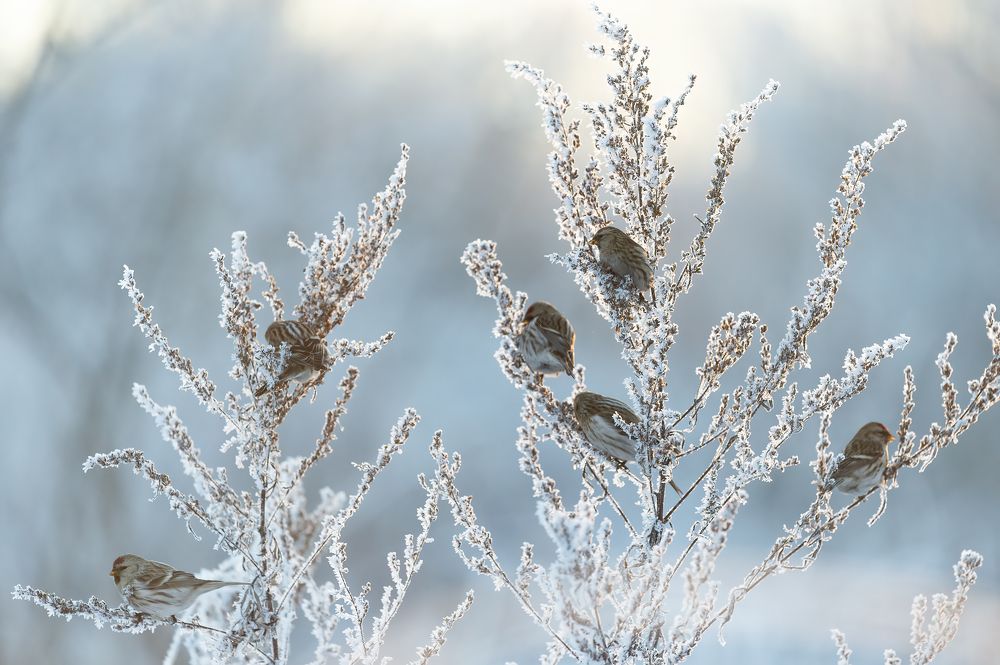 Чечётки.
