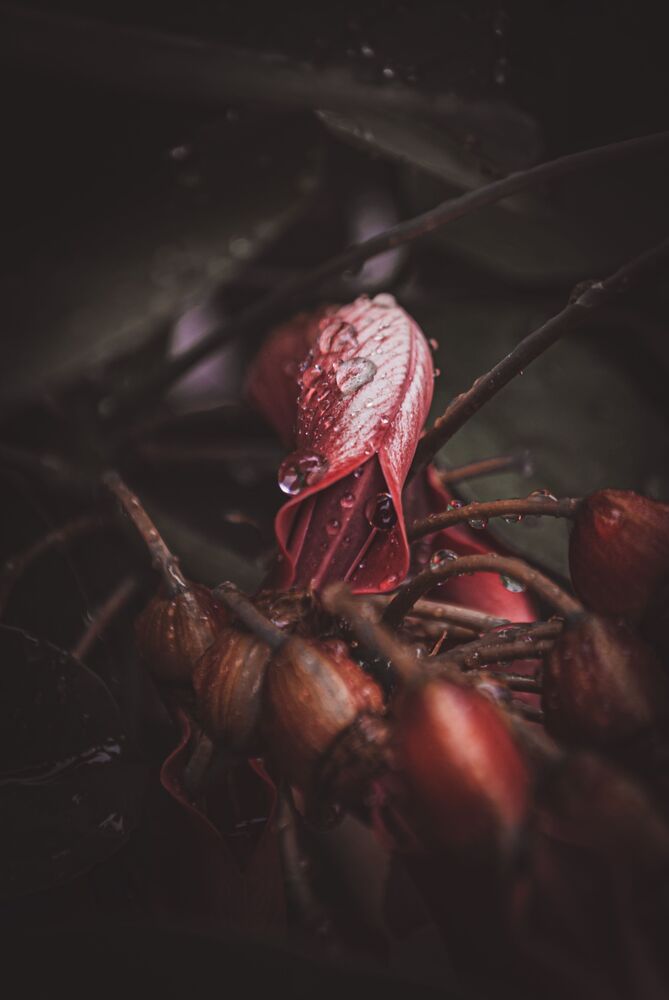 Naturaleza Peque&ntilde;a