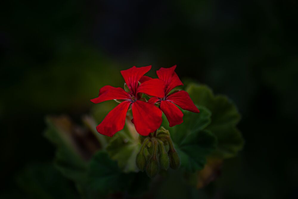 Naturaleza Peque&ntilde;a