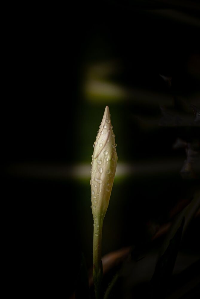 Naturaleza Peque&ntilde;a