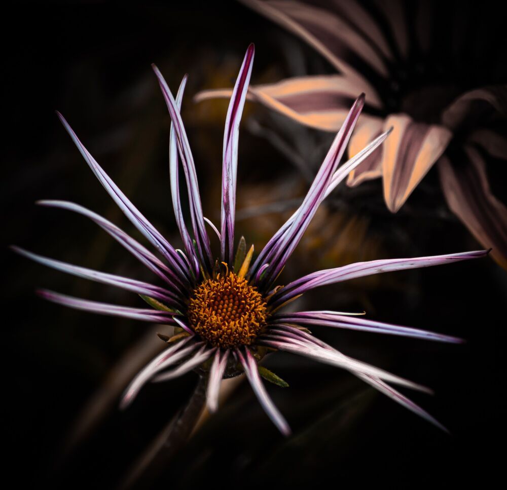 Naturaleza Peque&ntilde;a