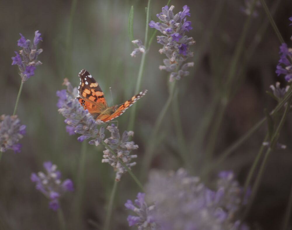 Naturaleza Peque&ntilde;a