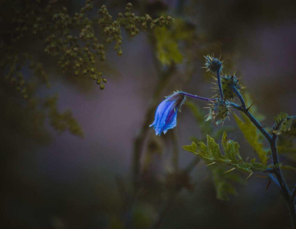 Naturaleza Peque&ntilde;a
