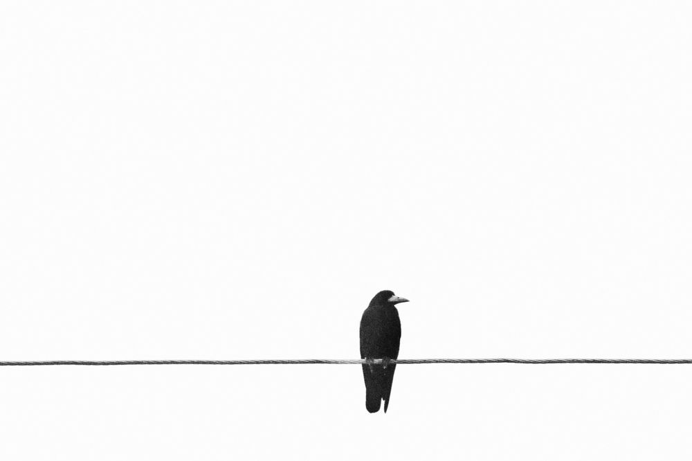 Photo 2331333