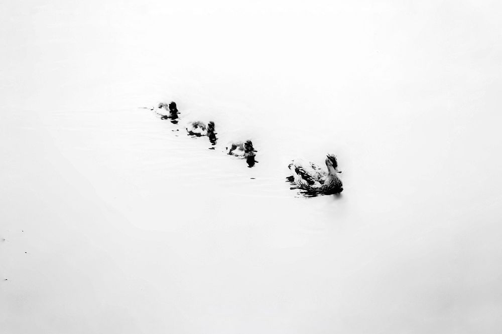Photo 2331340