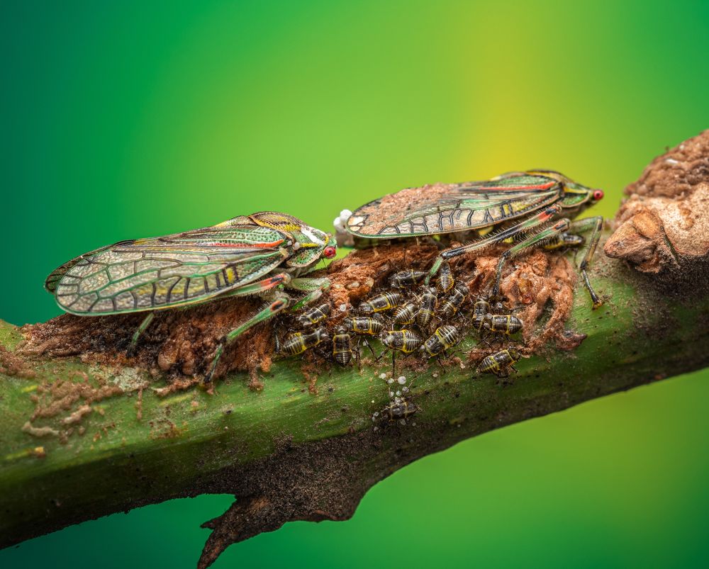 The hatching day. Aethalion quadratum 