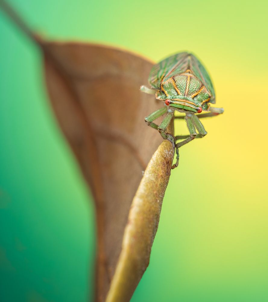 The hatching day. Aethalion quadratum 