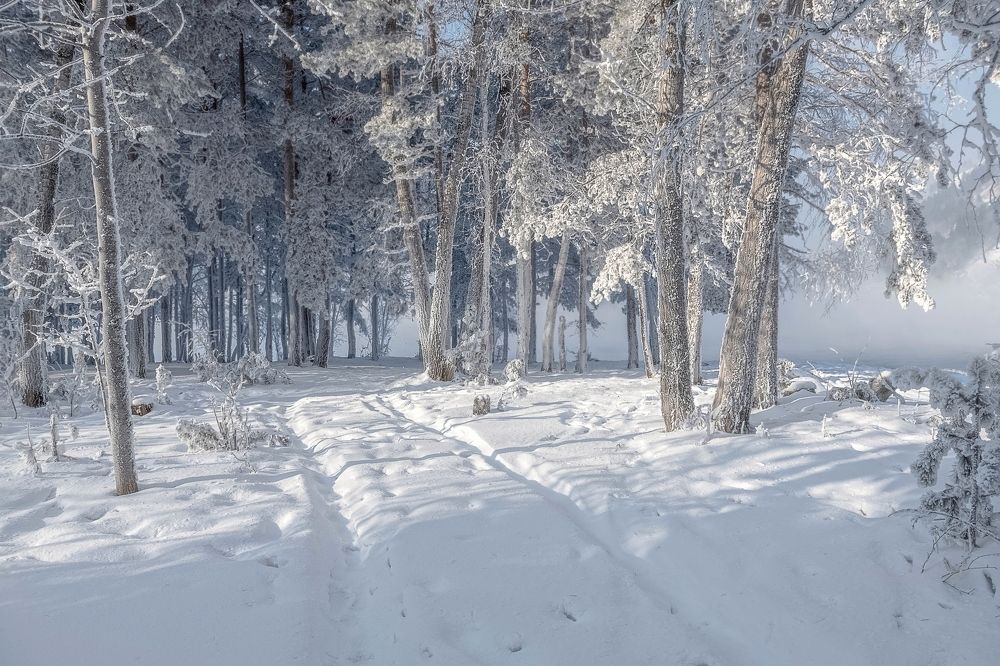 Прогулка по зимнему лесу