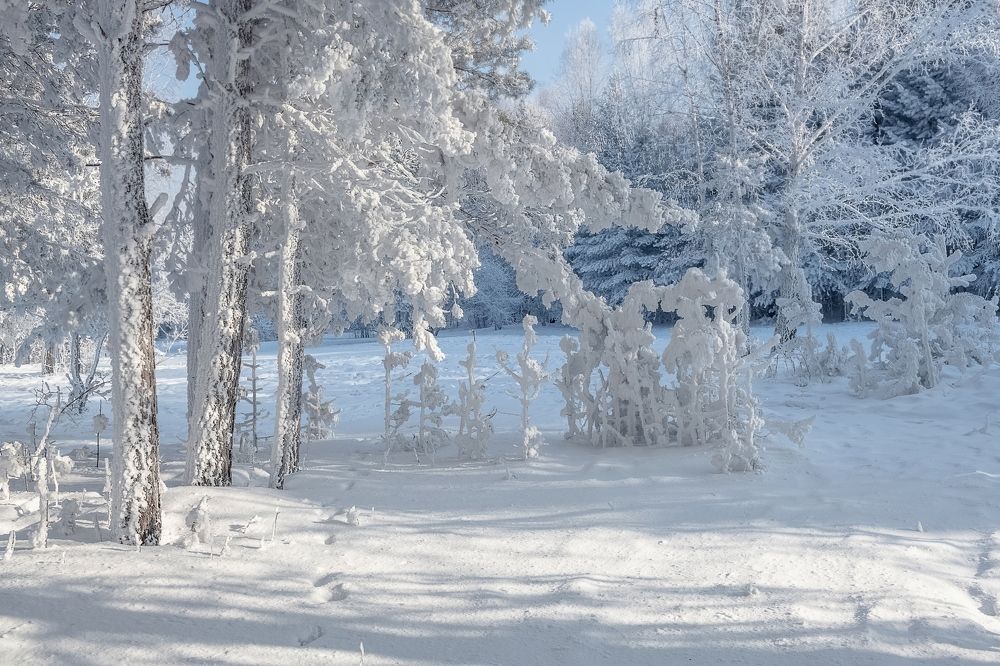 Прогулка по зимнему лесу