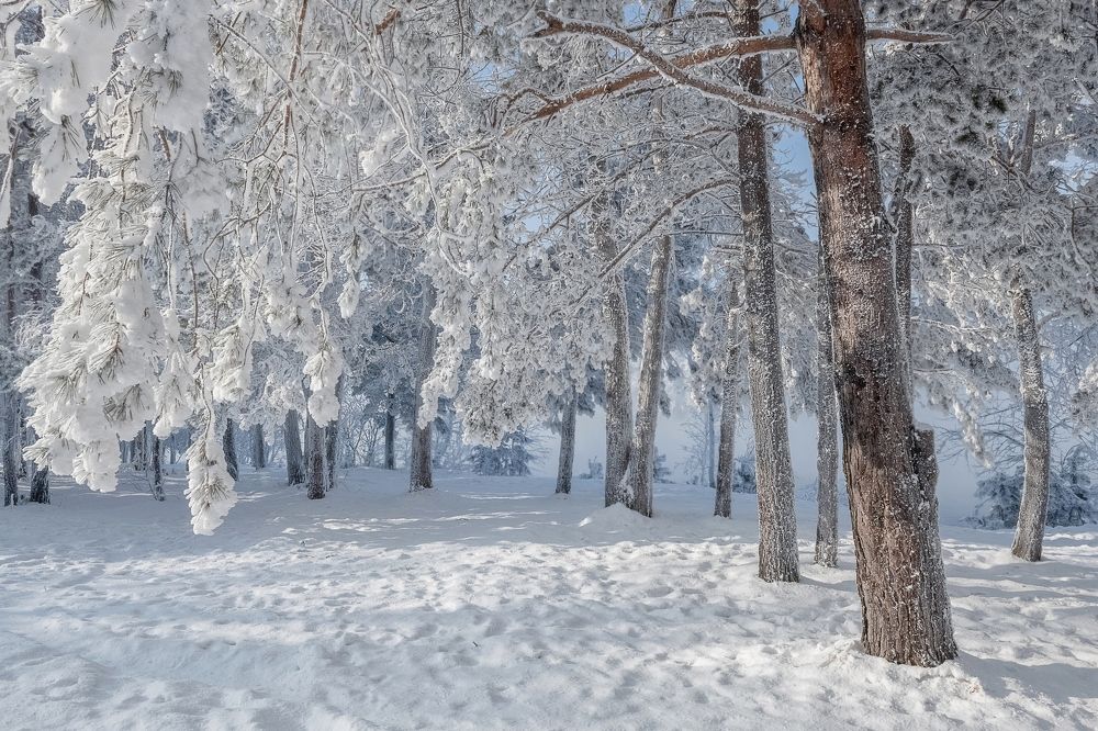 Прогулка по зимнему лесу