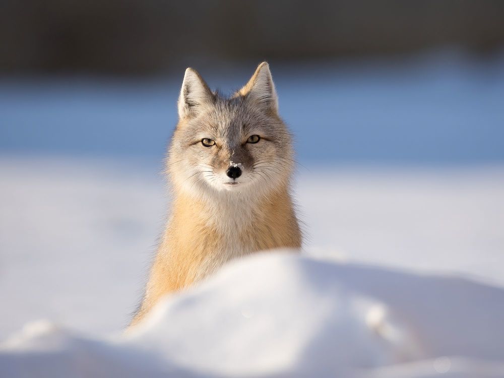 Photo 2332885