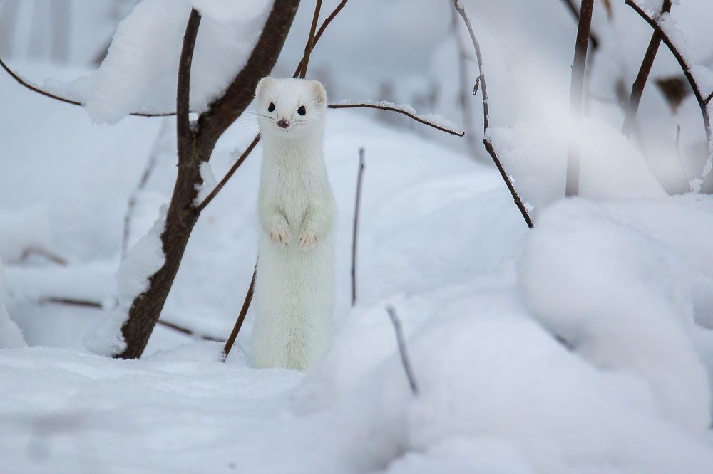 Photo 2332891