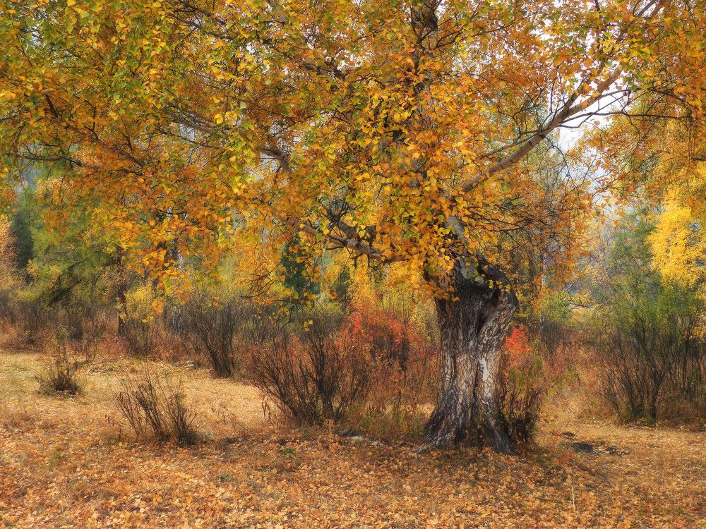 Осень в Чибите