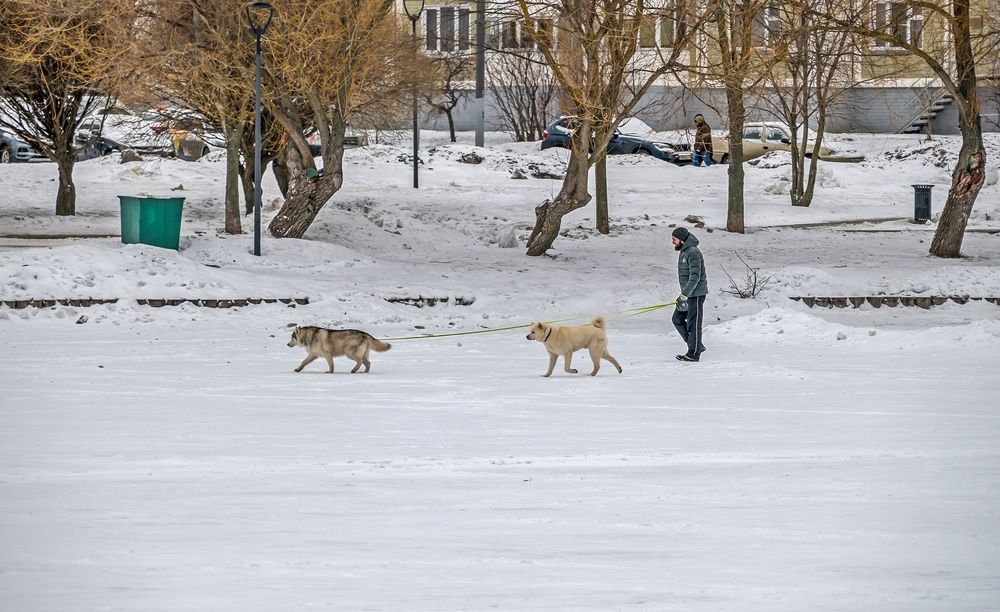 На замерзшем пруду