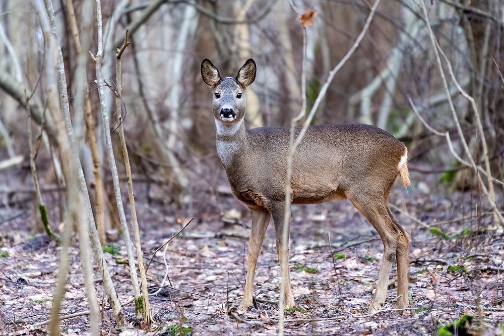Photo 2344612
