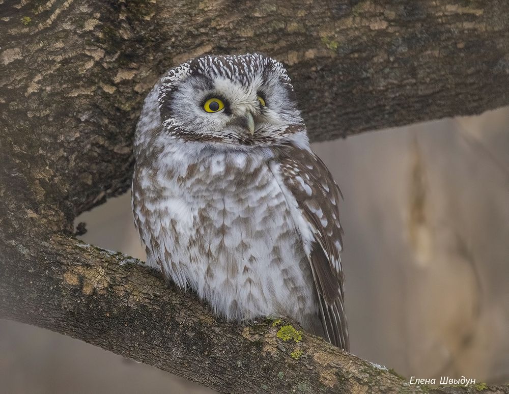 Boreal owl