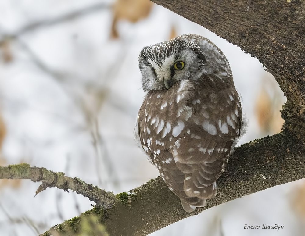Boreal owl