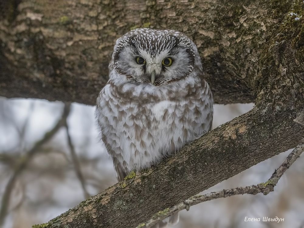 Boreal owl