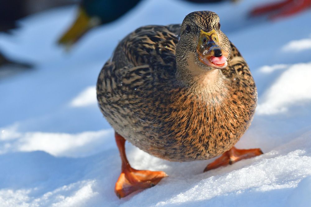 Mallard..