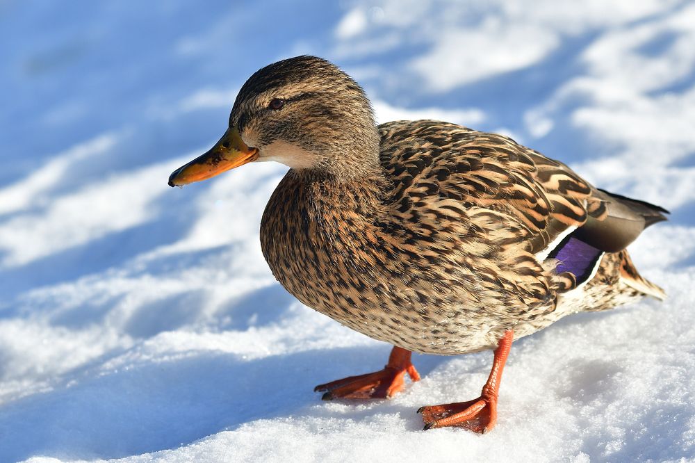 Mallard..