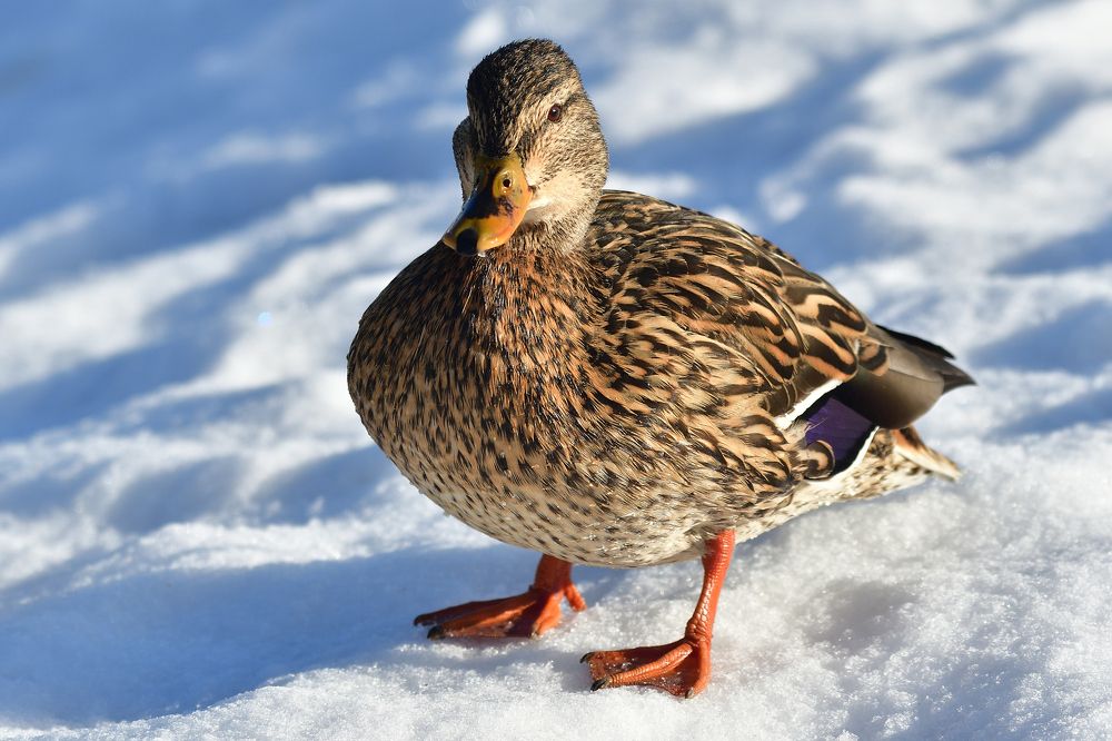 Mallard..