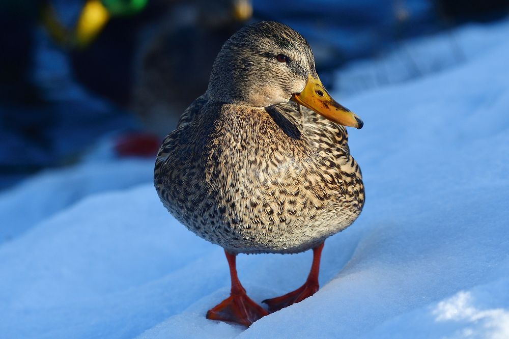 Mallard..