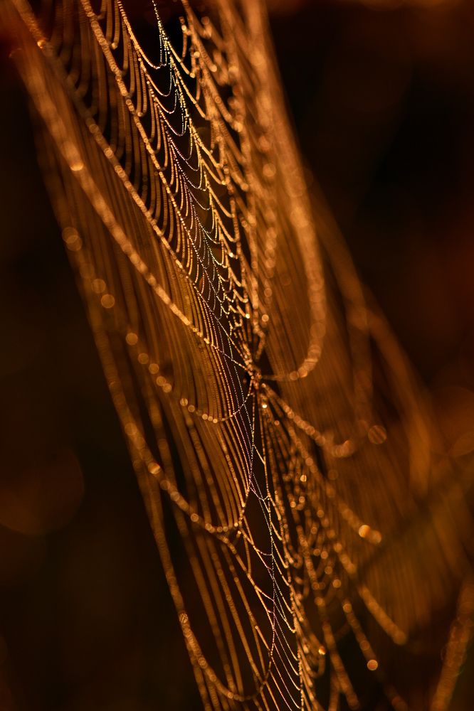 Photo 2348709