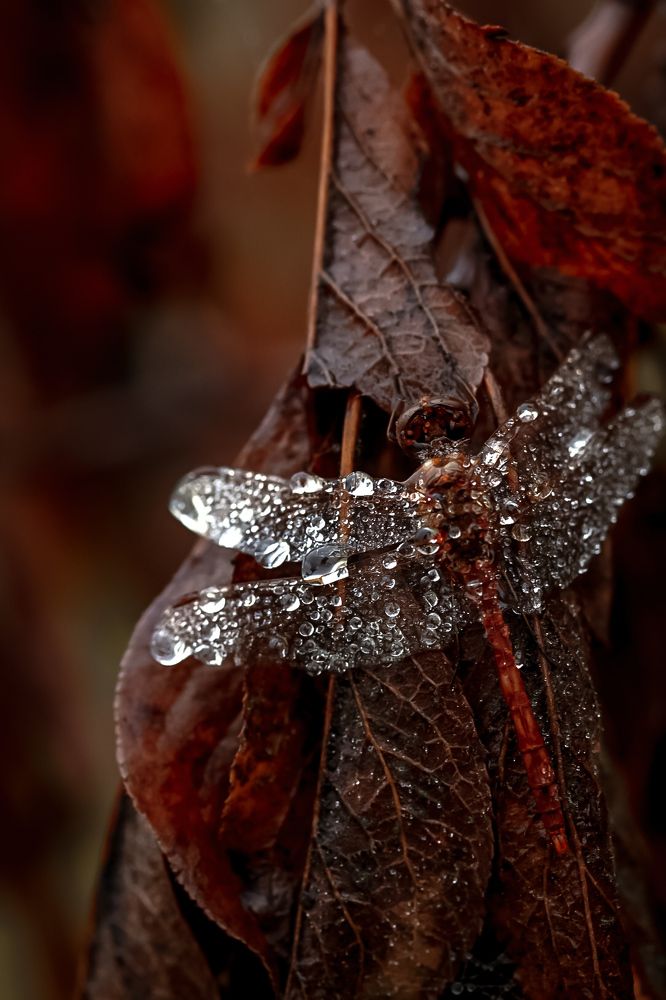 Photo 2348711