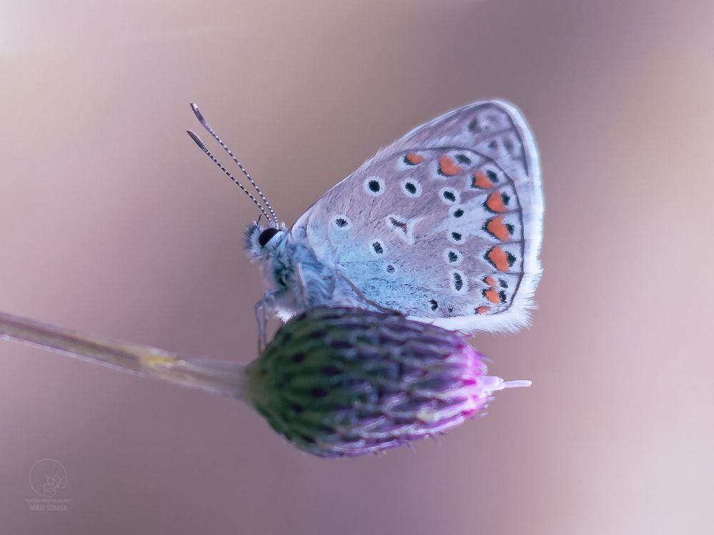 Photo 2348760