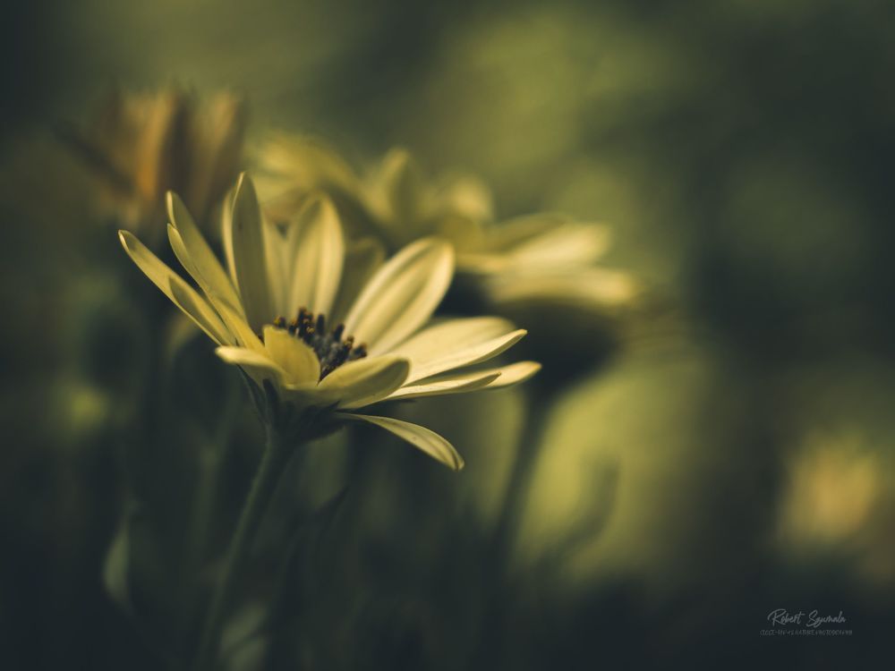 Photo 2348767