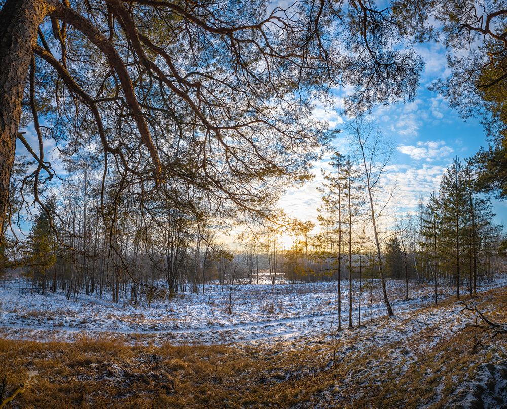 Заповедный лес на закате