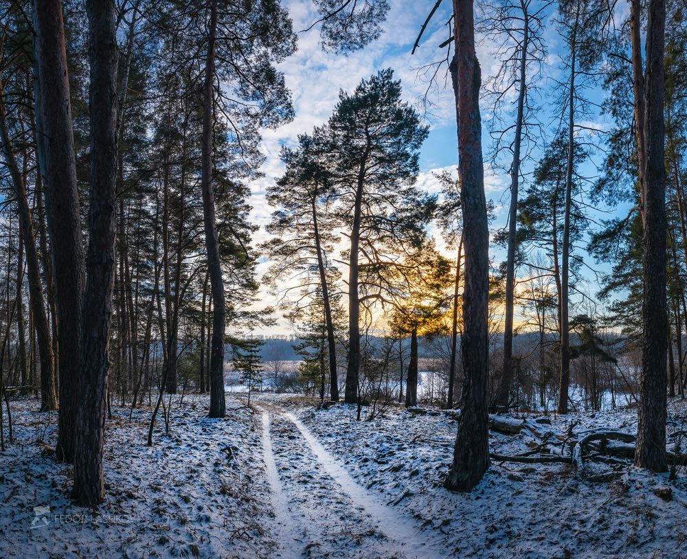 Заповедный лес на закате