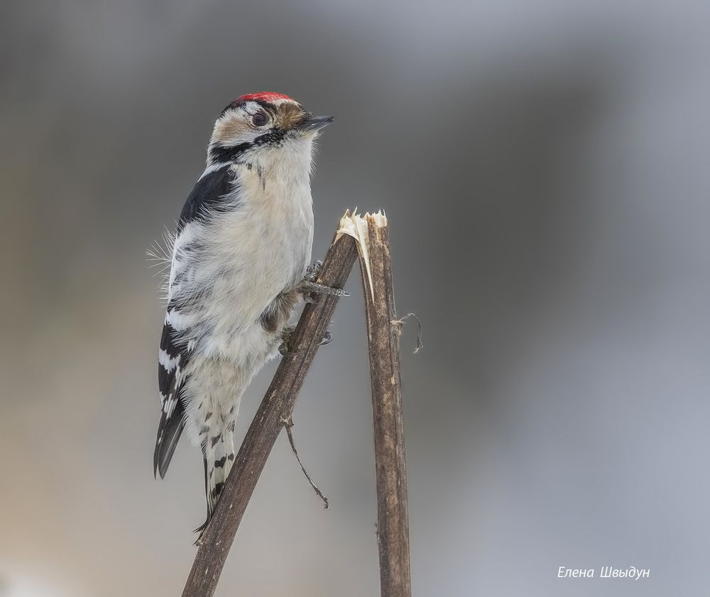 Lesser spotted woodpecker
