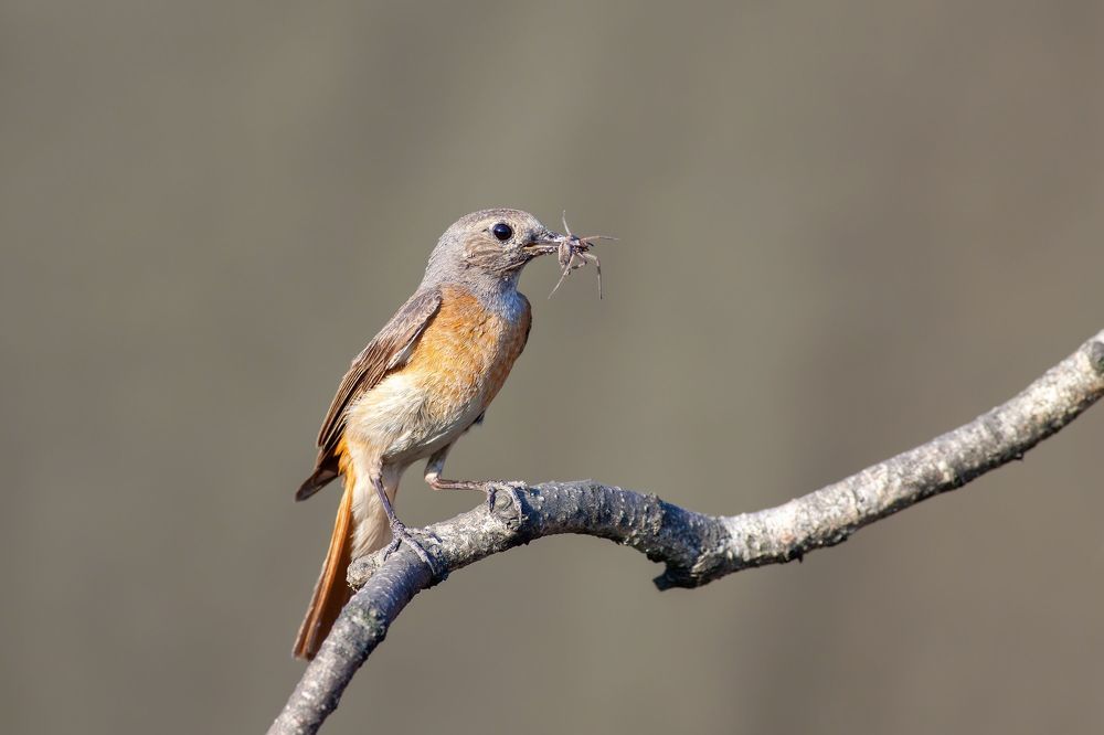 Photo 2350838