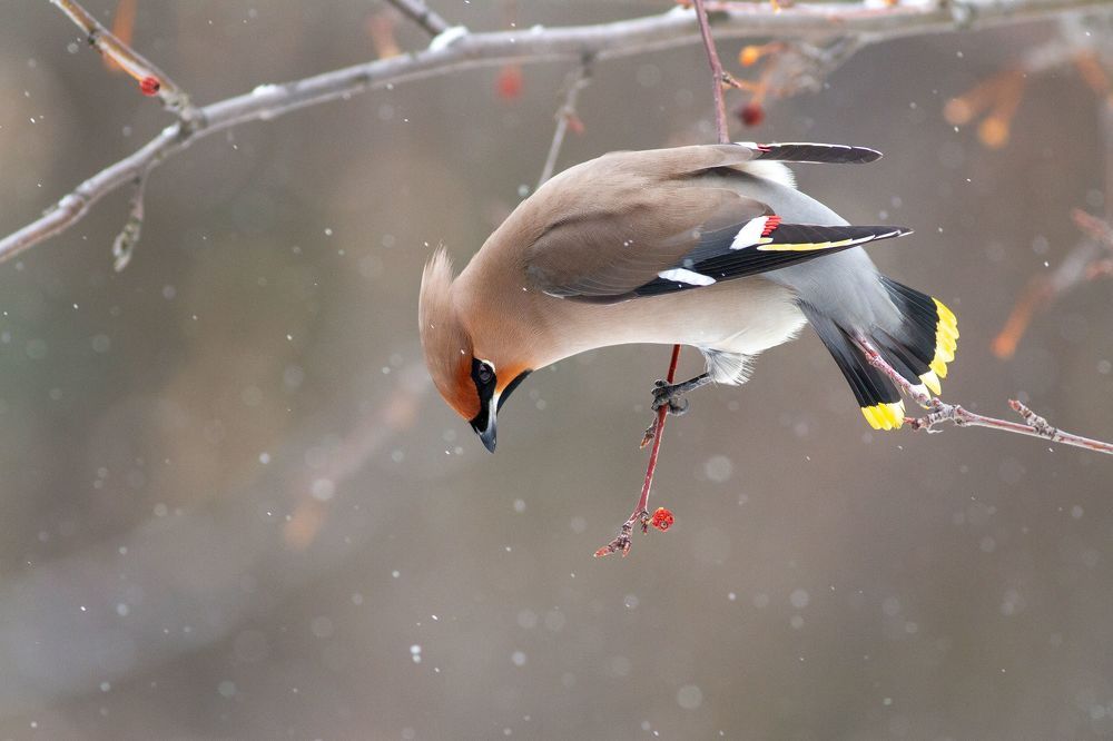 Photo 2350840