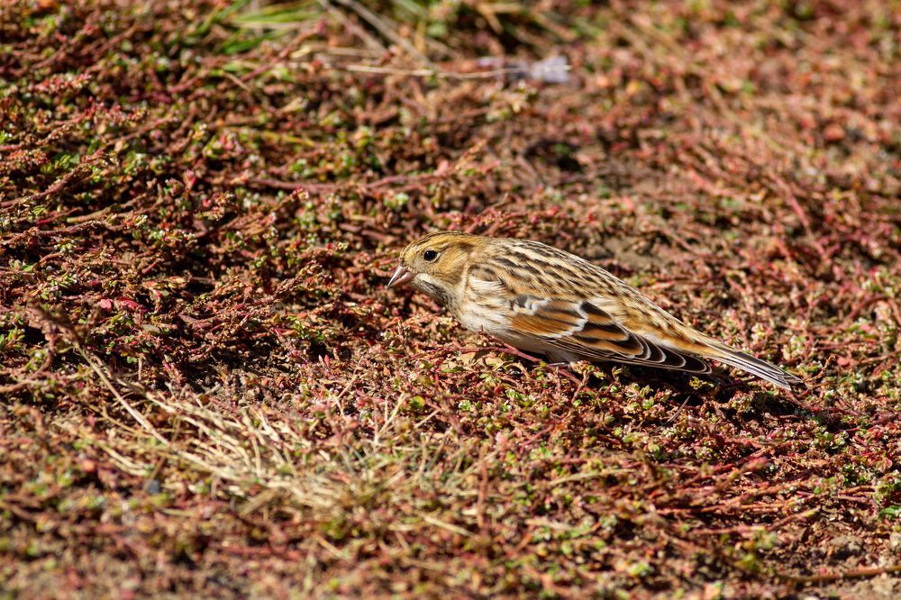 Photo 2350841
