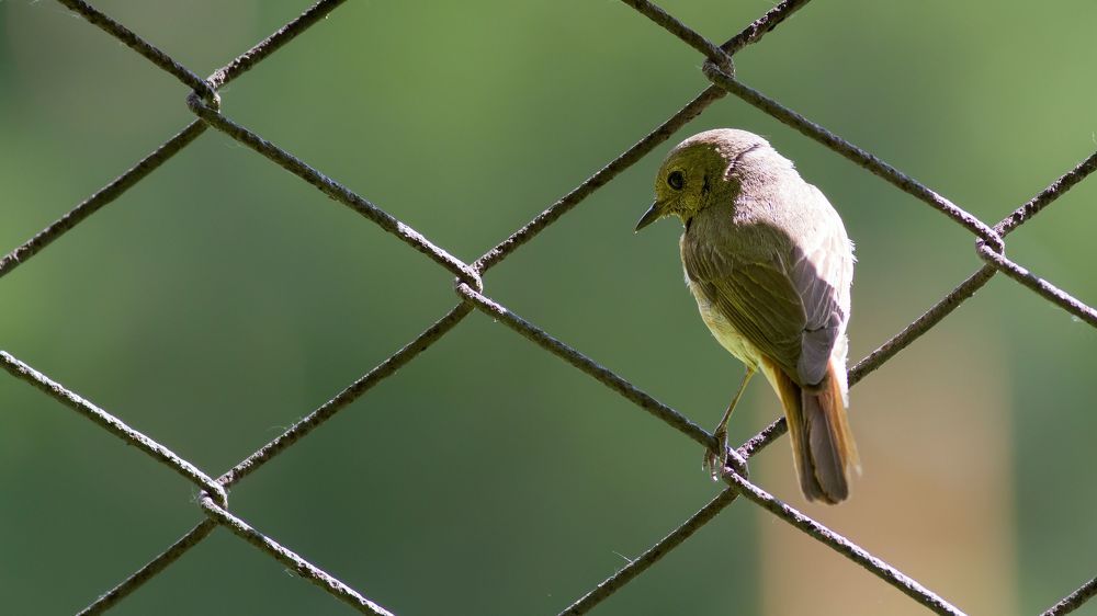 Photo 2350843