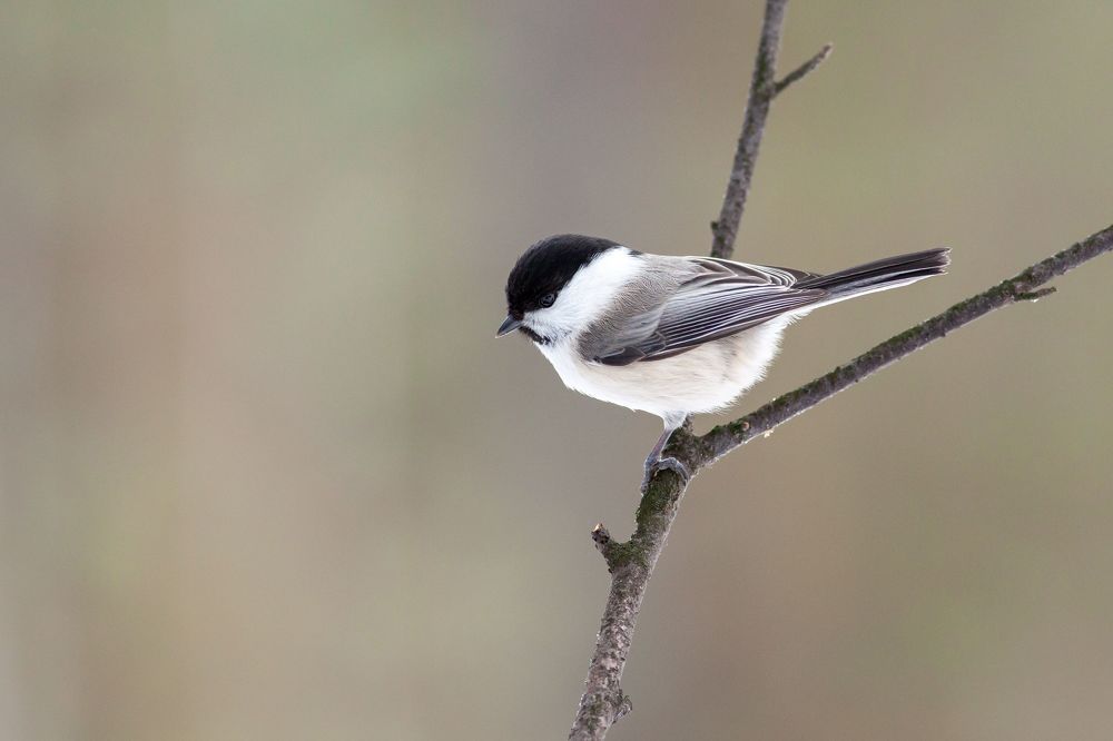 Photo 2350845